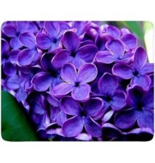 Коврик для мыши Buro BU-M20049 рисунок/сирень [291846]